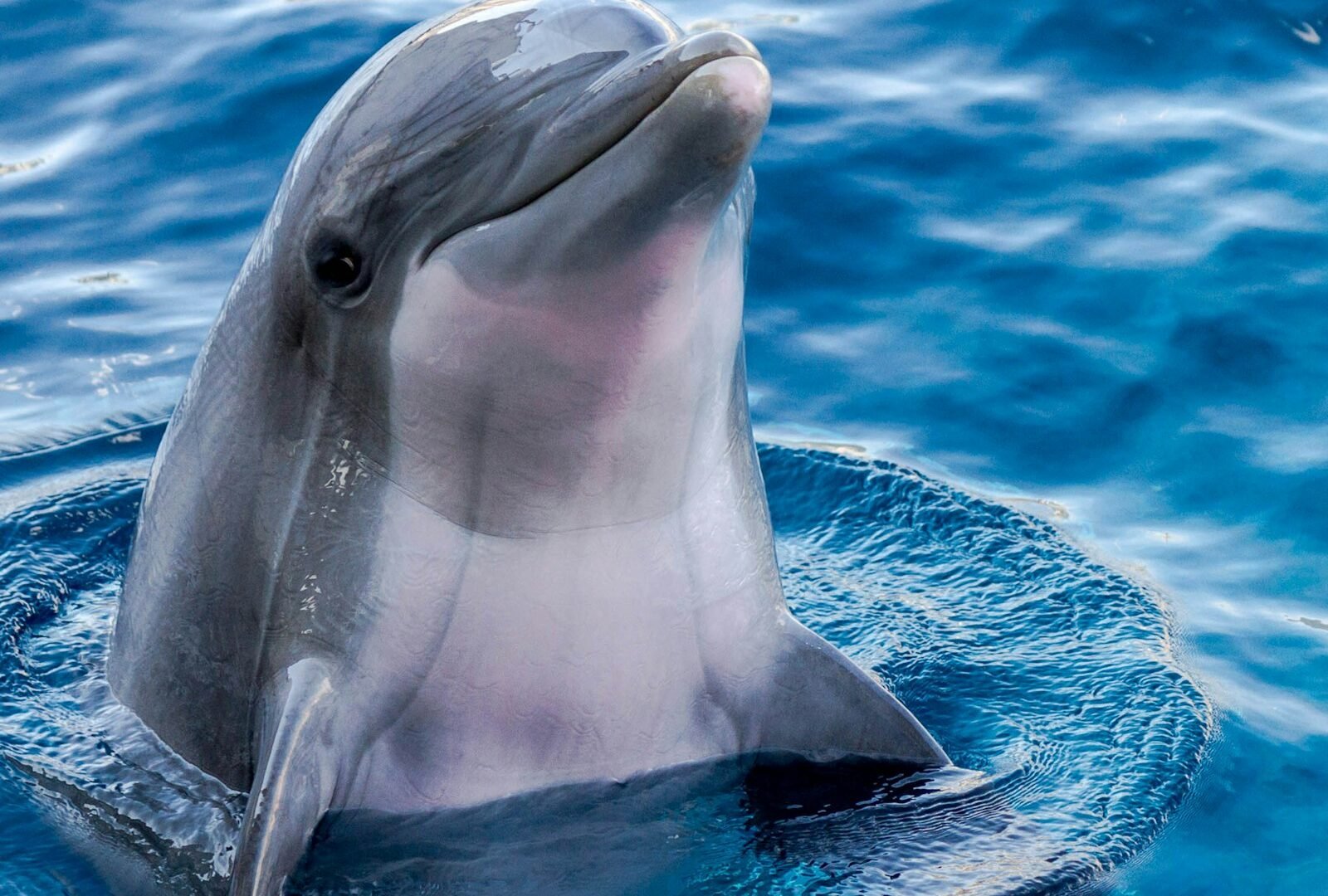 Dolphin spotting boat trip from Sinquerim, Goa