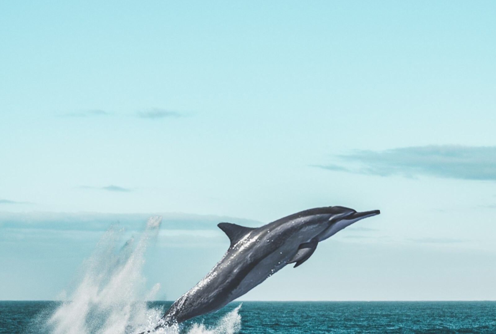 Dolphin spotting boat trip from Sinquerim, Goa